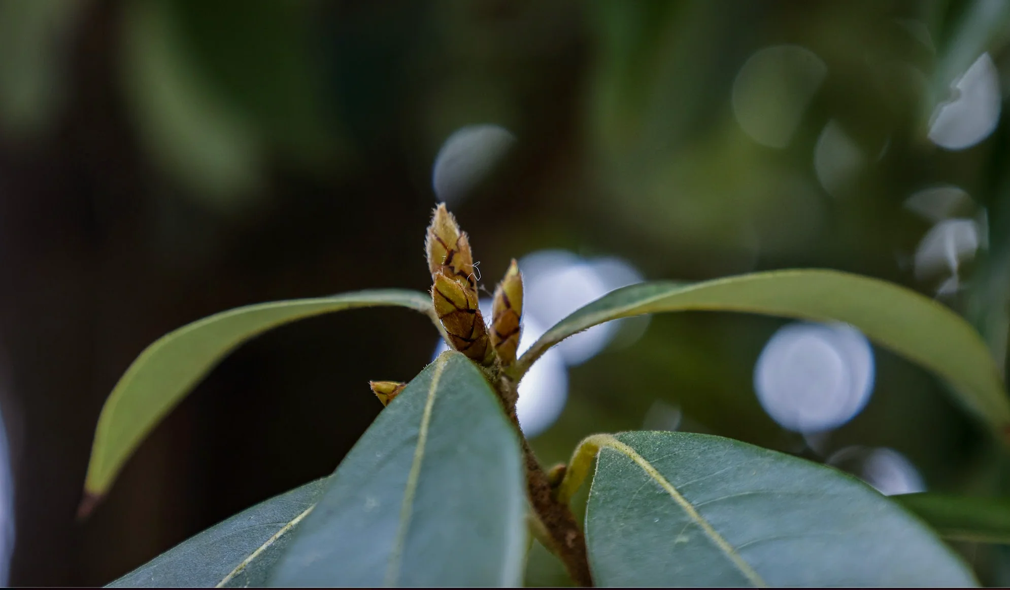 Eagle Leaf - Image 5
