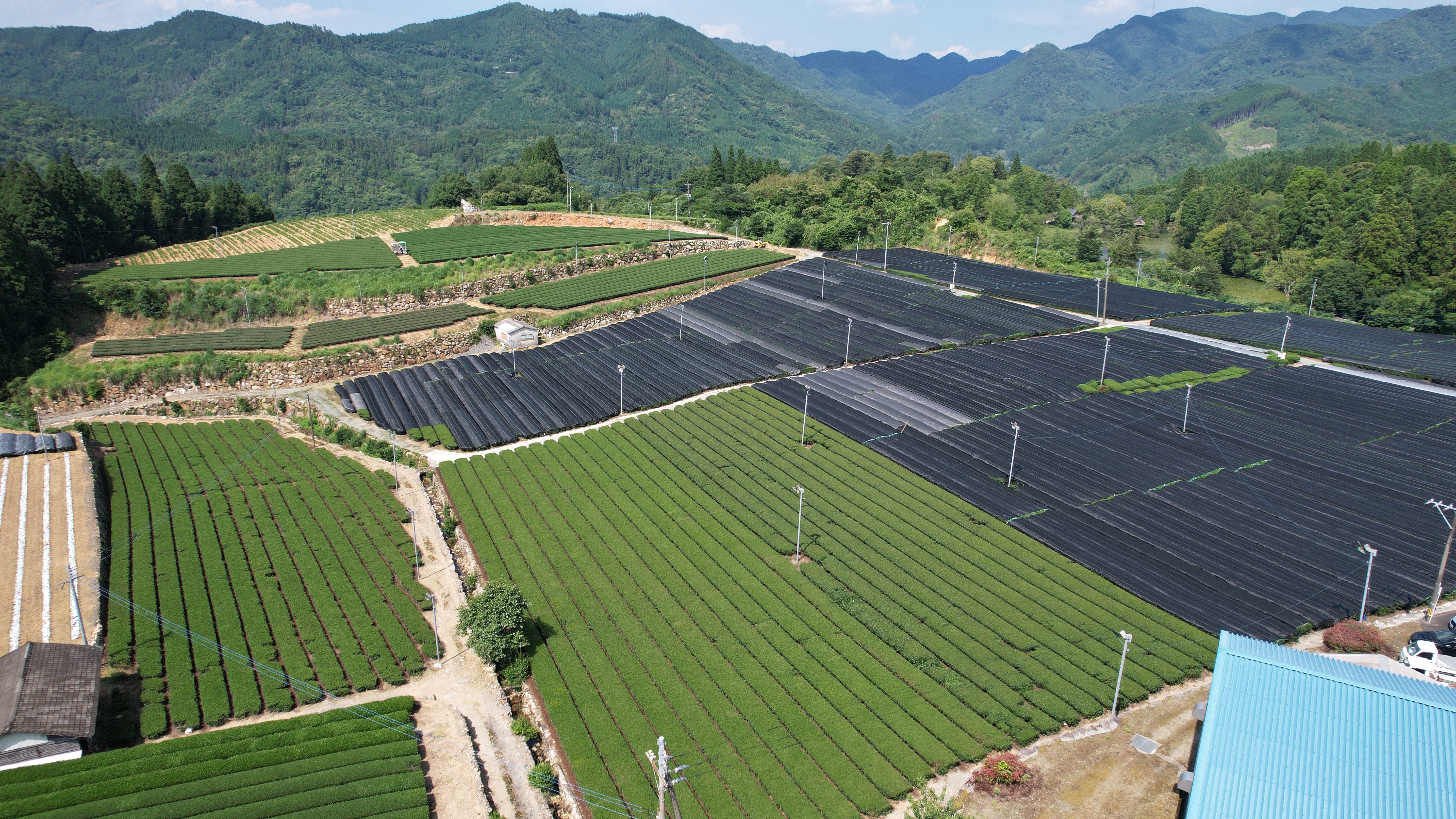 Kodama Sencha - Image 5