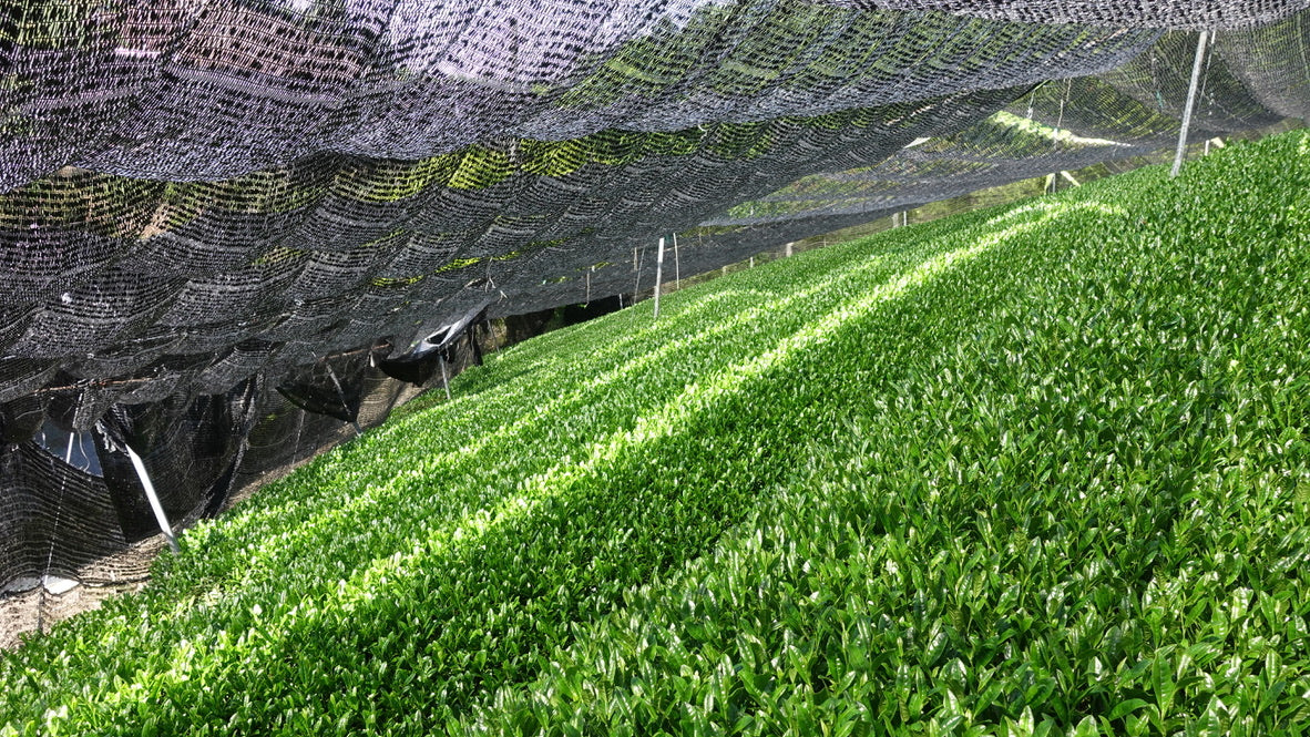 Gekkou Matcha - Image 4