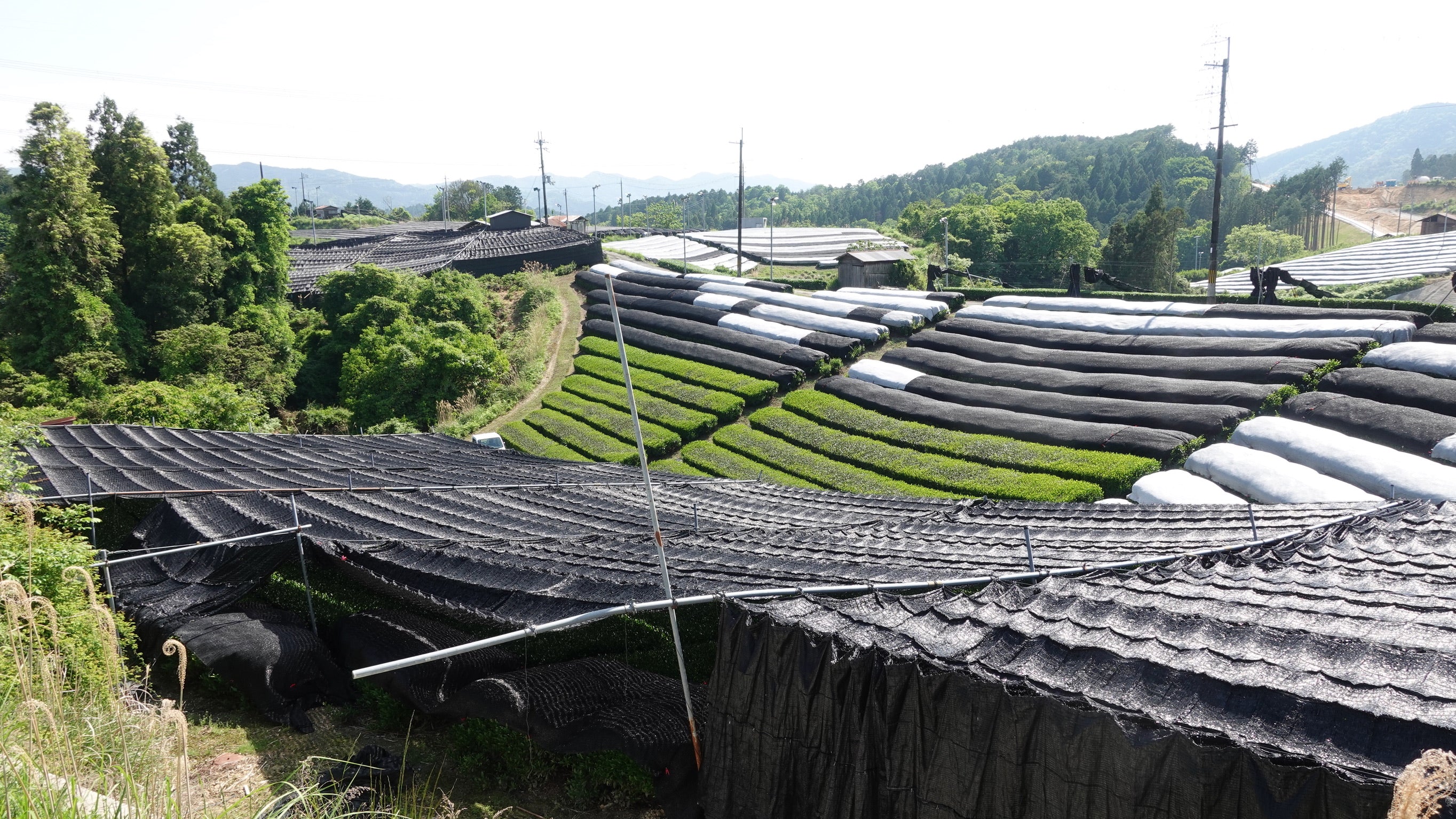 Gekkou Matcha - Image 5