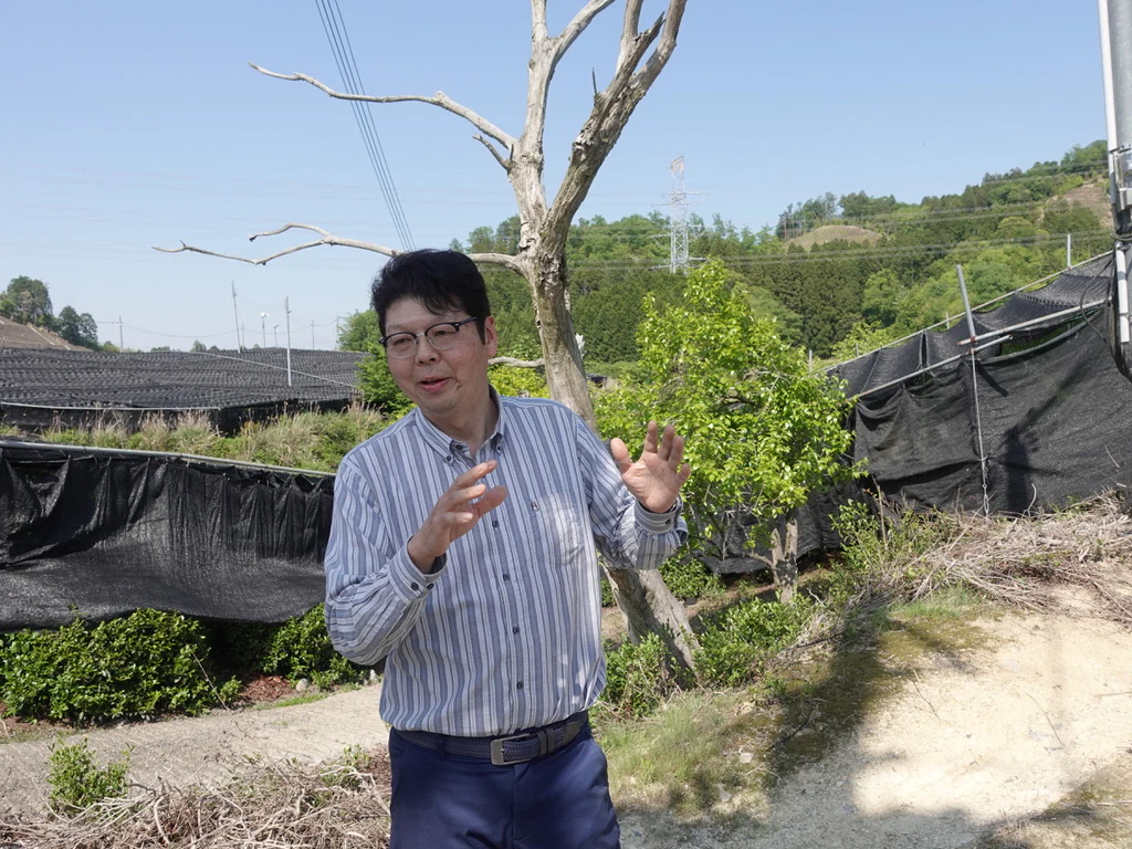 Gekkou Matcha - Image 6