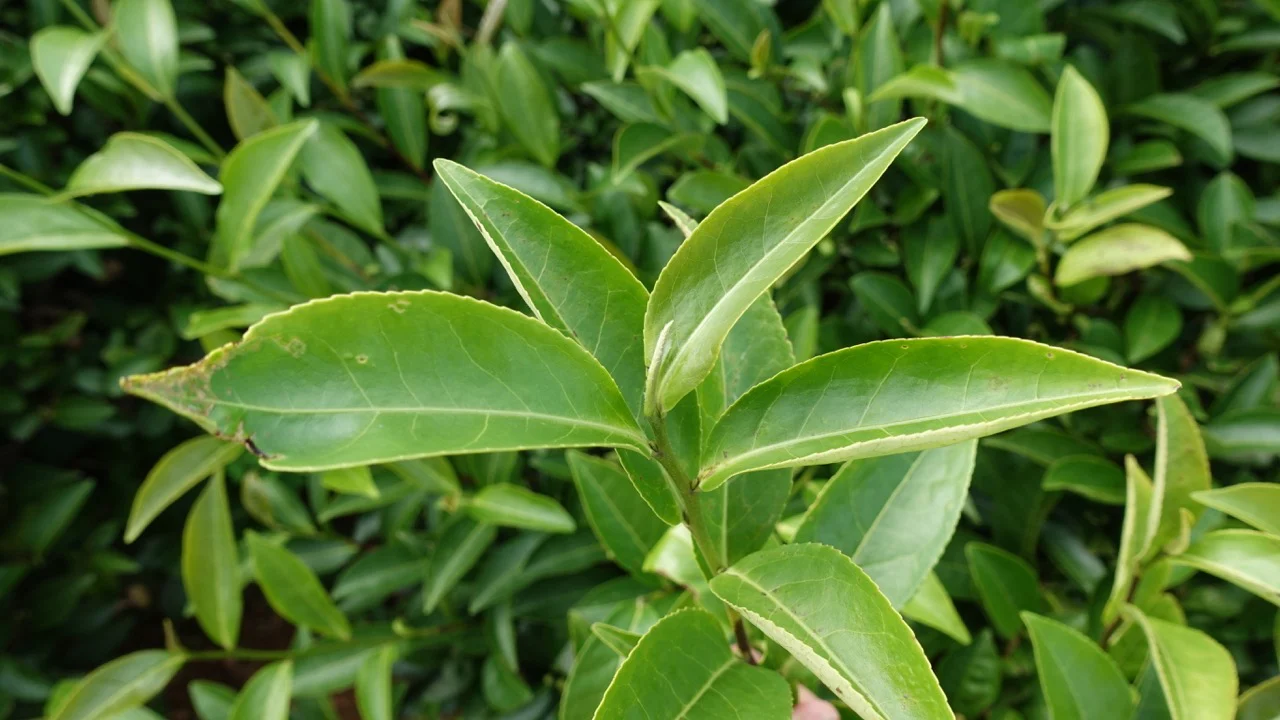 Mr. Chen's Wuyi Cultivar - Image 7