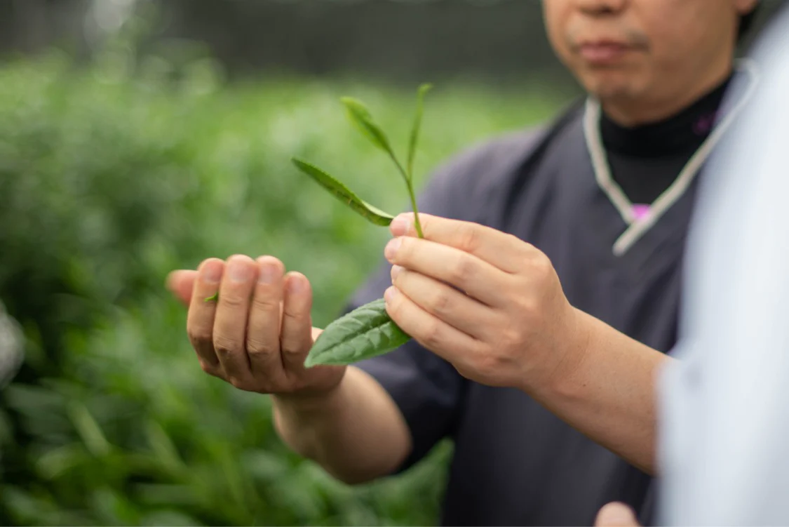 Mr. Kobayashi's Kakuun Ceremonial Matcha - Image 6