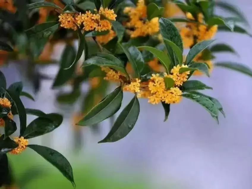 Osmanthus Flower - Image 5