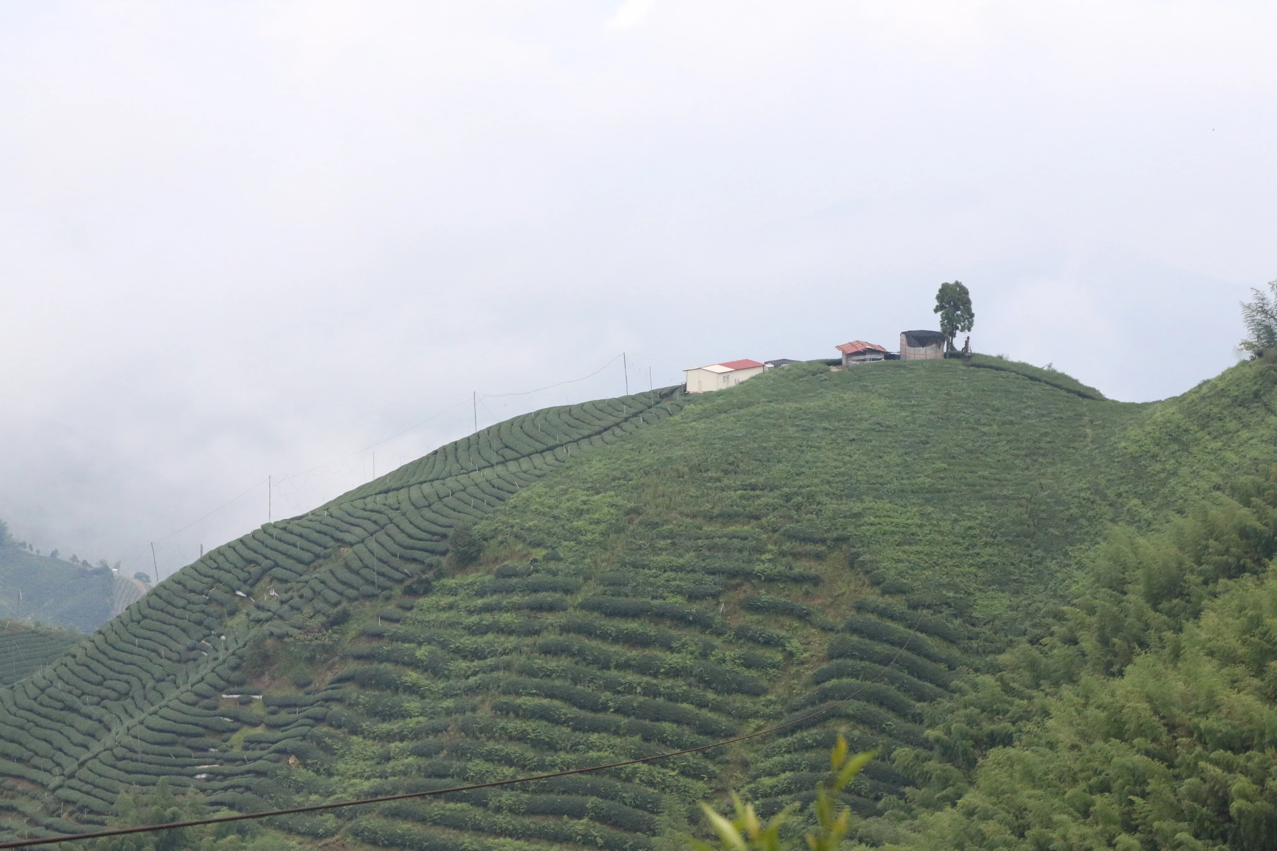 High Mountain Red Oolong - Image 4