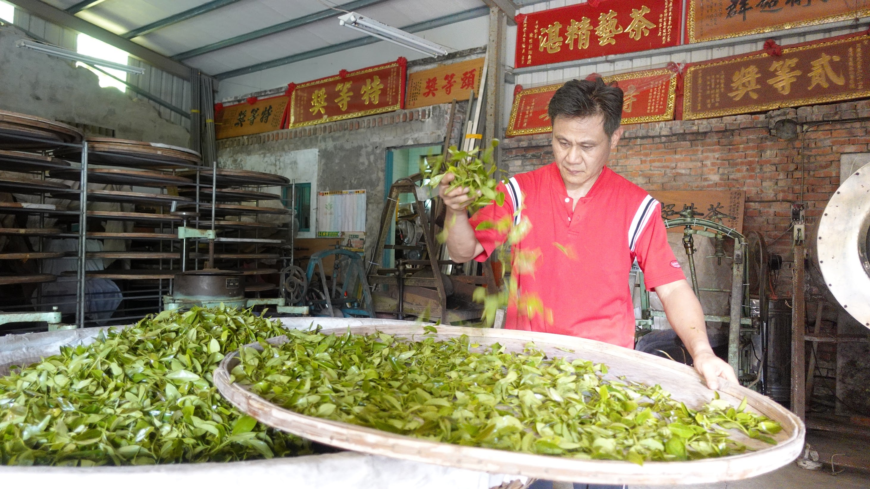 High Mountain Red Oolong - Image 6