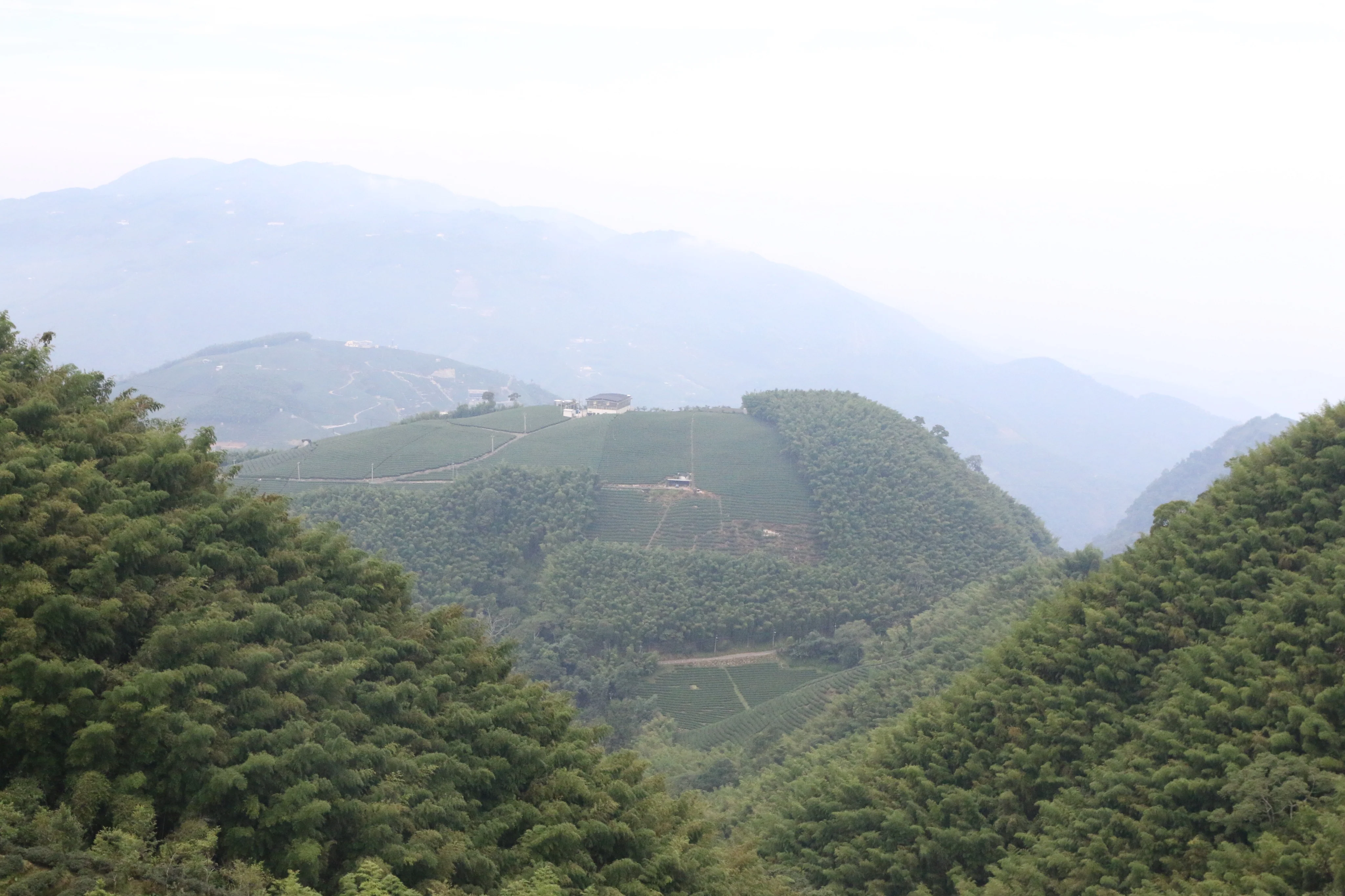 High Mountain Red Oolong - Image 9