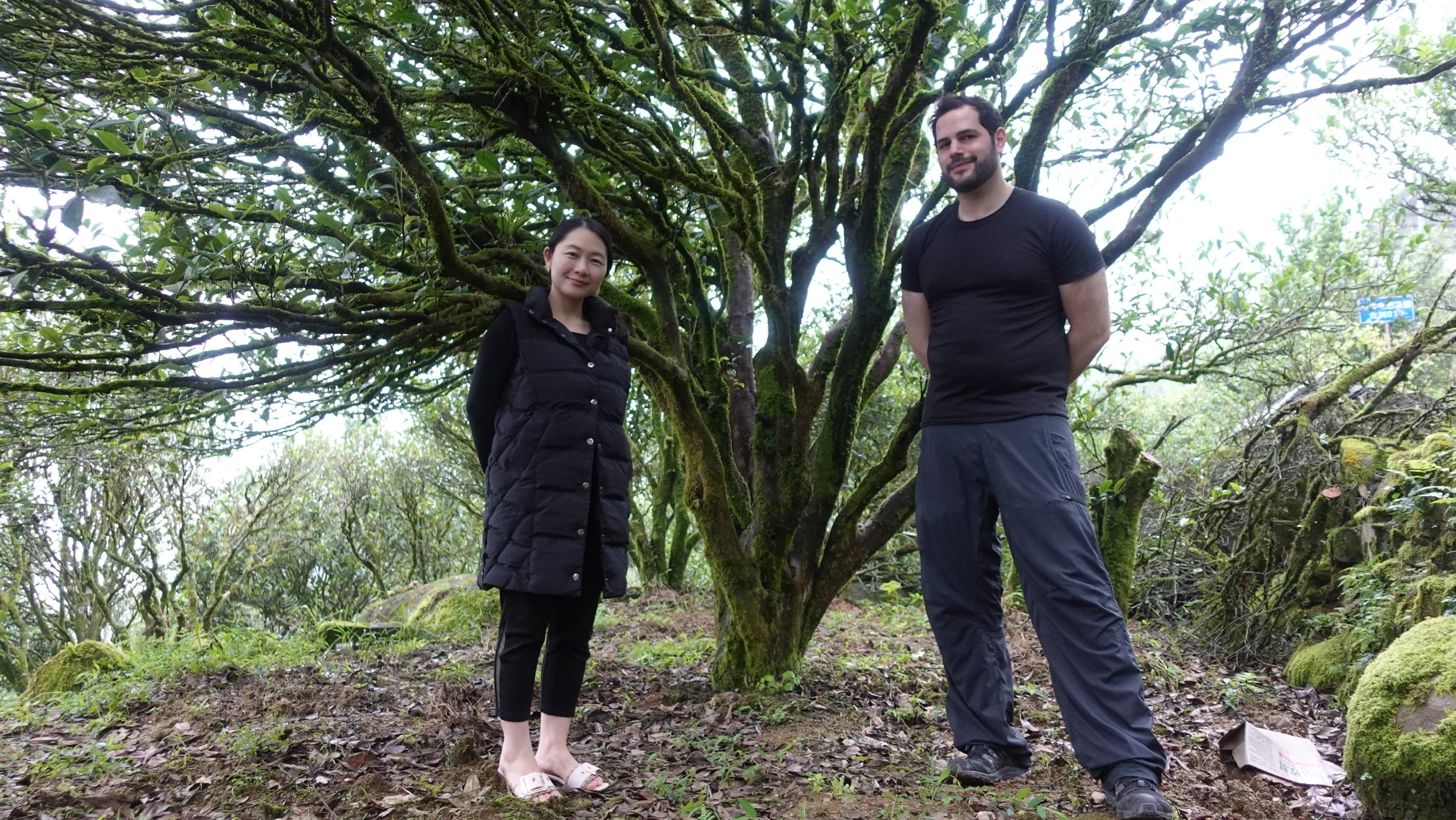 The Wen Family's Song Zhong Black - Image 5