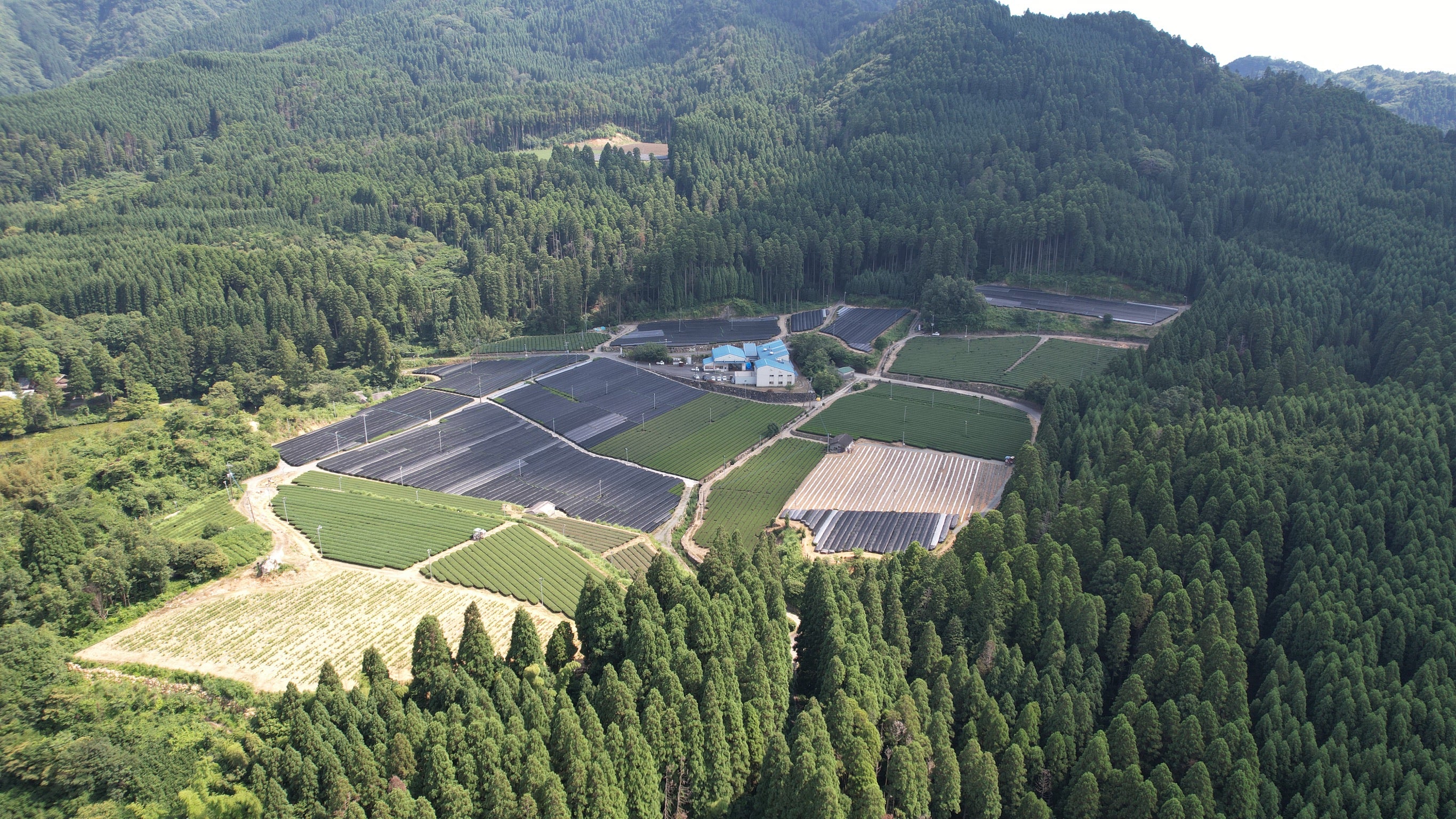 Yame No Hana - Image 3