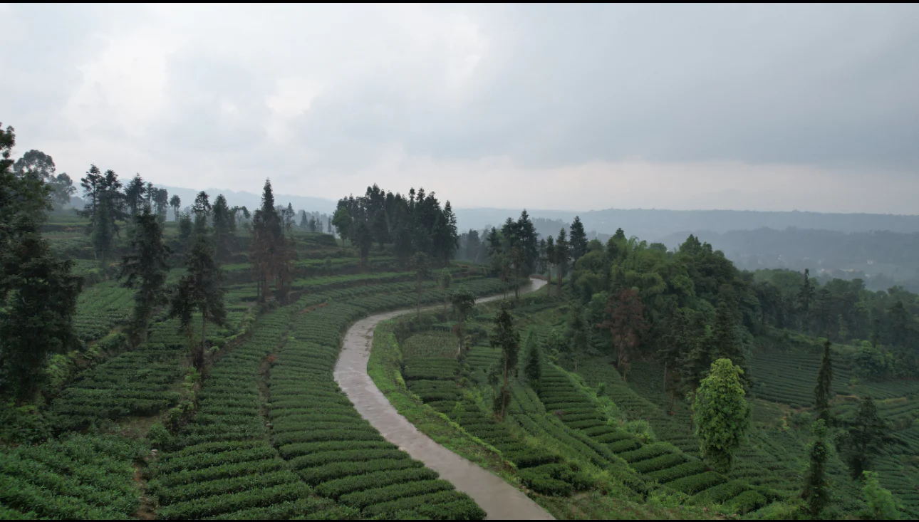 Pre Qingming Yellow Bud - Image 5